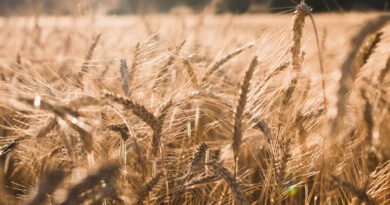 आज का गेहूँ मंडी रेट (22 अप्रैल 2026)