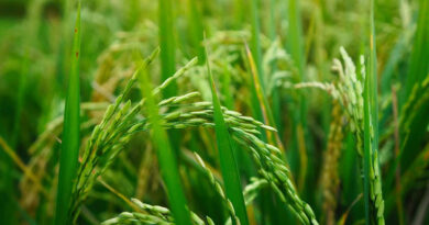 आज का धान मंडी रेट (21 अप्रैल 2026)