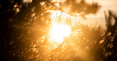 IMD Bhopal Alert: मध्य प्रदेश में तेज गर्मी का कहर, खजुराहो में 43°C पहुंचा पारा; IMD ने जारी किया अलर्ट