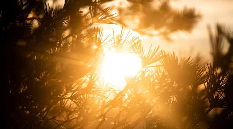 IMD Bhopal Alert: मध्य प्रदेश में तेज गर्मी का कहर, खजुराहो में 43°C पहुंचा पारा; IMD ने जारी किया अलर्ट
