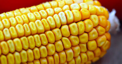 आज का मक्का मंडी रेट (22 अप्रैल 2026)