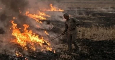 नरवाई जलाने पर छिंदवाड़ा जिले में 7 एफआईआर दर्ज