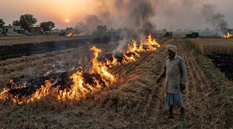 नरवाई जलाने पर छिंदवाड़ा जिले में चार एफआईआर दर्ज