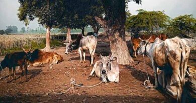 मध्यप्रदेश पुलिस का बड़ा अभियान, कई जिलों में छापेमारी कर 178 गौवंश मुक्त; आरोपियों पर कार्रवाई  