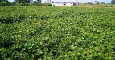 मूंग की फसल पर पीला मोजेक से लेकर जड़ सड़न तक कई रोगों का खतरा, कृषि विभाग ने जारी की एडवाइजरी  