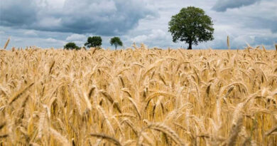 सागर जिले में अब तक 8672 मीट्रिक टन गेहूं की खरीदी हुई  