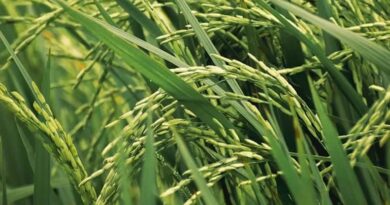 आज का धान मंडी रेट (22 अप्रैल 2026) 