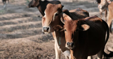 इंदौर में नि:शुल्क पशु स्वास्थ्य शिविर 25 अप्रैल को