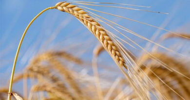 मध्यप्रदेश: दतिया कलेक्टर ने गेहूं खरीदी केंद्र का औचक निरीक्षण, गुणवत्ता और व्यवस्था पर विशेष फोकस