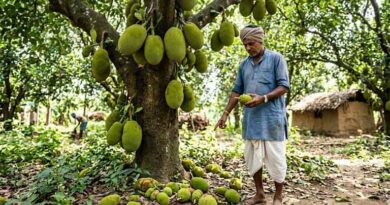 अगर कटहल के फल गिर रहे हैं तो घबराएं नहीं, अपनाएं ये वैज्ञानिक उपाय