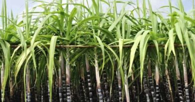 उत्तर प्रदेश में गन्ना किसानों को बड़ा तोहफा, बीज ट्रैकिंग के लिए नया मोबाइल ऐप होगा लॉन्च  