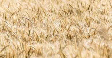 रीवा जिले में अब तक 5769.35 मीट्रिक टन हुई गेहूं की खरीदी