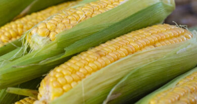 मक्का मंडी रेट (01 अप्रैल 2026)