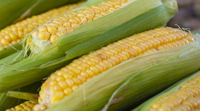 मक्का मंडी रेट (01 अप्रैल 2026)