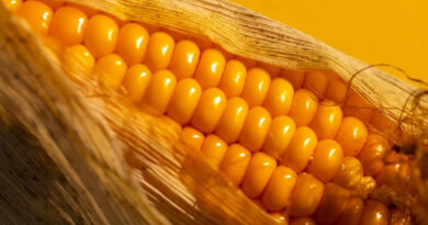 आज का मक्का मंडी रेट (23 अप्रैल 2026)