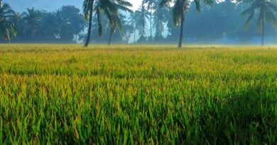 आज का धान मंडी रेट (23 अप्रैल 2026)