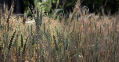  आज का गेहूँ मंडी रेट (23 अप्रैल 2026)