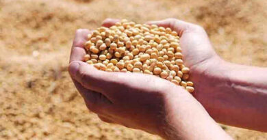 आज का सोयाबीन मंडी रेट (23 अप्रैल 2026)