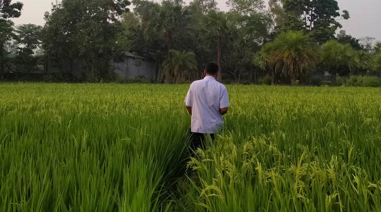 पीएम-आशा योजना का विस्तार, बिहार में एनसीसीएफ ने पहली बार शुरू की मसूर की संगठित खरीद 