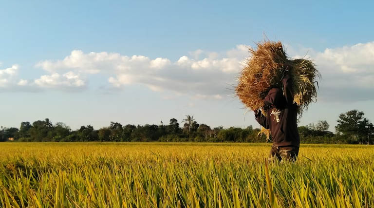 भोपाल जिले में सर्वोत्तम कृषक पुरस्कार हेतु 15 मई तक करें आवेदन