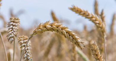 मध्यप्रदेश में गेहूं खरीदी लक्ष्य 78 से बढ़कर 100 लाख मीट्रिक टन हुआ