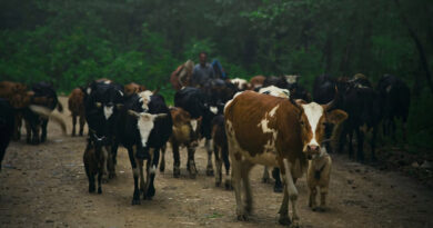 गर्मी में पशुधन की देखभाल जरूरी, मंत्री जोराराम कुमावत ने पशुपालकों को दिए सावधानी बरतने के निर्देश