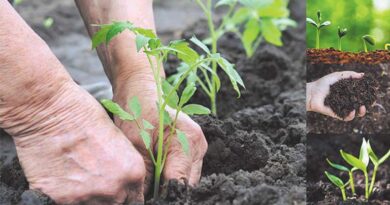 रायपुर: कृषि उत्पादन आयुक्त ने जैव उर्वरक बढ़ाने और टिकाऊ खेती पर दिया जोर
