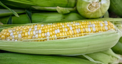 आज का मक्का मंडी रेट (24 अप्रैल 2026)