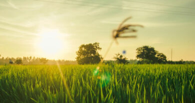 आज का धान मंडी रेट (24 अप्रैल 2026) 