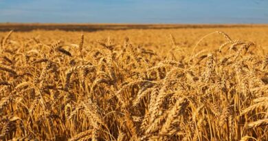 आज का गेहूँ मंडी रेट (28 अप्रैल 2026)