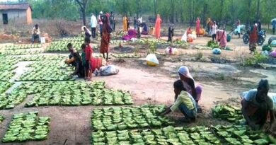 मध्यप्रदेश में तेंदूपत्ता संग्राहकों की चमकी किस्मत, 19.8 लाख महिलाओं को 344.5 करोड़ रुपये का भुगतान