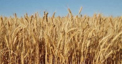 एमपी के किसानों के लिए बड़ी राहत: अब हफ्ते में 6 दिन होगी गेहूं खरीदी, स्लॉट बुकिंग अवधि 9 मई तक बढ़ी  