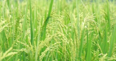 आज का धान मंडी रेट (25 अप्रैल 2026)