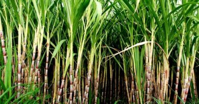 यूपी में गन्ना सर्वेक्षण नीति लागू: 1 मई से किसानों की फसल का होगा GPS सर्वे, SMS से मिलेगी पूरी जानकारी