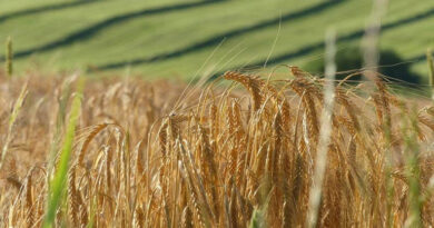 इंदौर जिले में विशेष परिस्थितियों वाले किसानों से सबसे पहले खरीदा जाएगा गेहूं