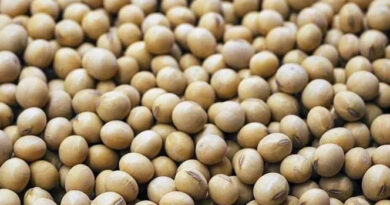 आज का सोयाबीन मंडी रेट (27 अप्रैल 2026)