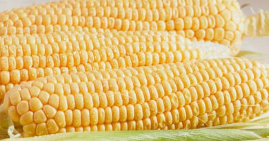 आज का मक्का मंडी रेट (27 अप्रैल 2026)