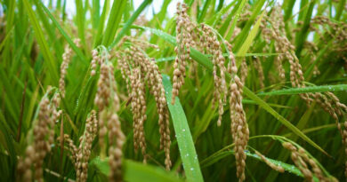 धान मंडी रेट (01 अप्रैल 2026)