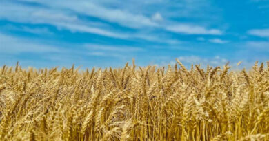 आज का गेहूँ मंडी रेट (27 अप्रैल 2026)  