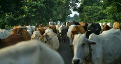 पशुओं से दोपहर में काम न लें, छाया और पानी की करें व्यवस्था