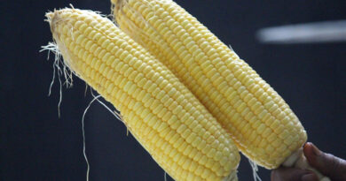 आज का मक्का मंडी रेट (28 अप्रैल 2026)