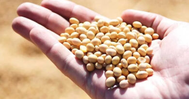 आज का सोयाबीन मंडी रेट (28 अप्रैल 2026) 