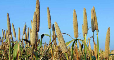 जायद फसलों का बढ़ा रकबा: कुल क्षेत्रफल 72.30 लाख हेक्टेयर पहुंचा, तिलहन और मोटे अनाज में भी हुई बढ़ोतरी