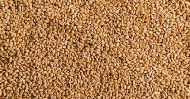 किसानों को राहत: समर्थन मूल्य पर एक-एक दाना खरीदेगी मध्य प्रदेश सरकार, मंत्री गोविंद सिंह राजपूत का ऐलान 