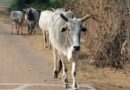 राष्ट्रीय पशु रोग नियंत्रण कार्यक्रम: धार में 15 मई तक चलेगा गौ-भैंस का निशुल्क FMD टीकाकरण अभियान  