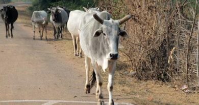राष्ट्रीय पशु रोग नियंत्रण कार्यक्रम: धार में 15 मई तक चलेगा गौ-भैंस का निशुल्क FMD टीकाकरण अभियान  