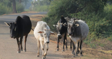 शहडोल: आचार्य विद्यासागर गौ संवर्धन योजना से डेयरी व्यवसाय को सुनहरा बनाएं