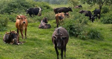 आलीराजपुर कलेक्टर ने पशुपालन विभाग के अधिकारी को किया निलंबित