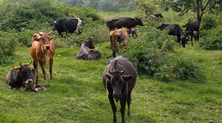 आलीराजपुर कलेक्टर ने पशुपालन विभाग के अधिकारी को किया निलंबित