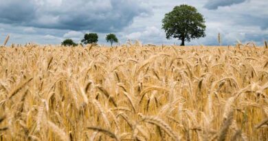 समर्थन मूल्य पर गेहूं खरीदी की तैयारी पूरी, 78 लाख मीट्रिक टन उपार्जन का लक्ष्य : खाद्य मंत्री राजपूत